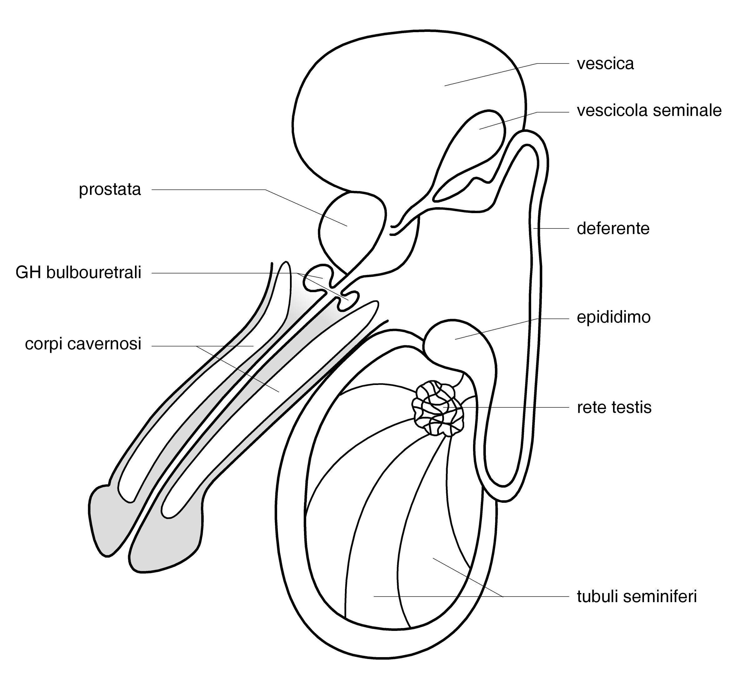 vena tare pe penis)