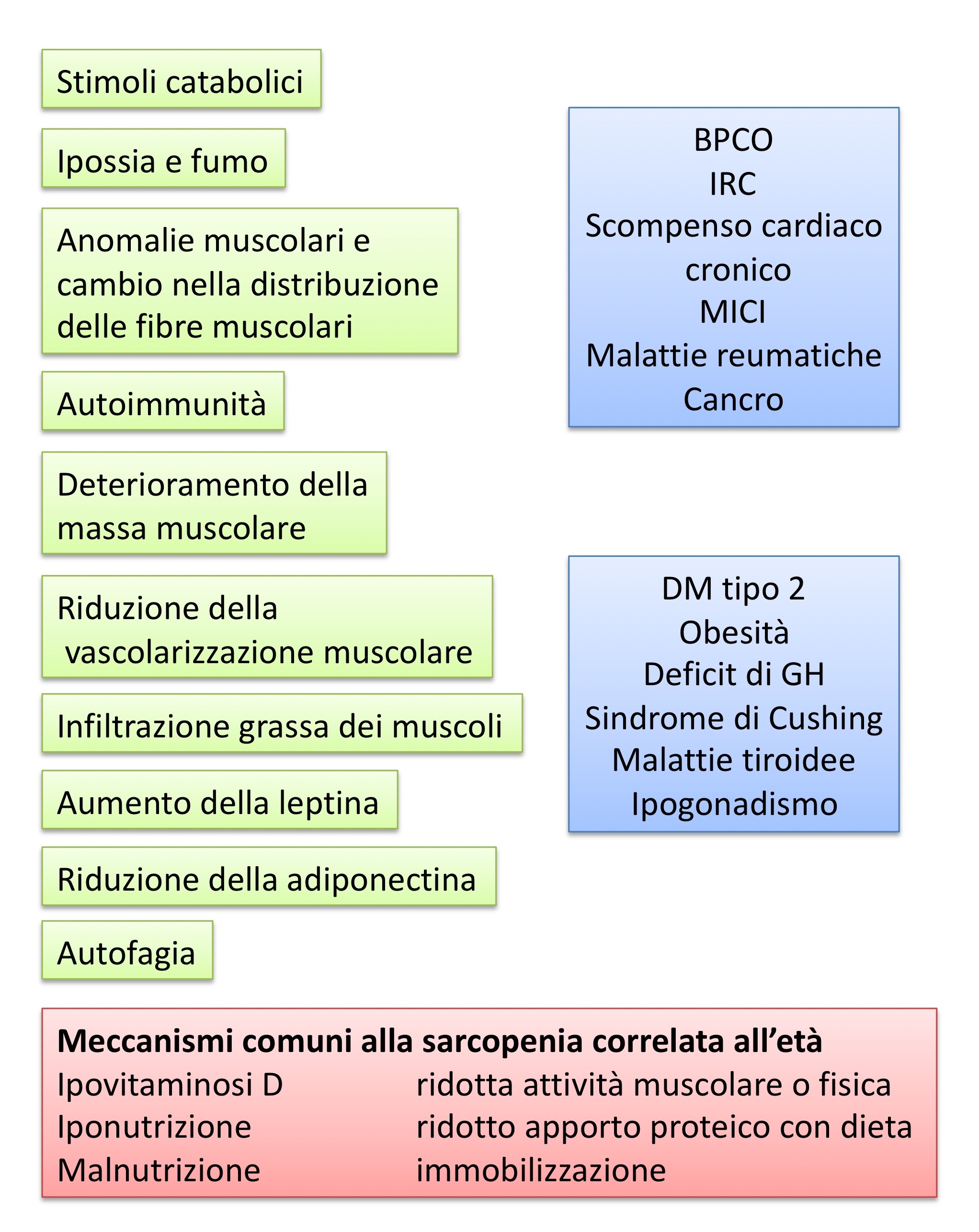 trichopolum ed erezione