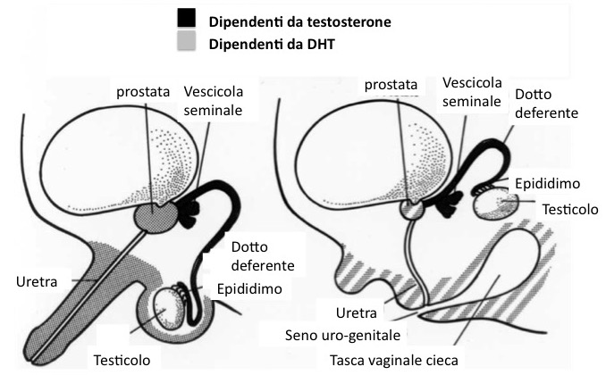 Cosa c'è di giusto nella tamoxifene farmaco