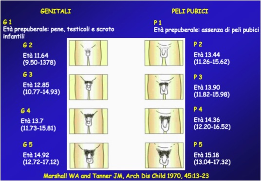 crescita accelerata del pene